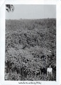 bliley_woods__grubb_road_c1940s_front.jpg
